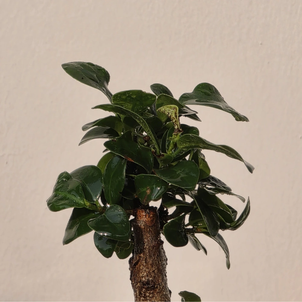 product-gallery