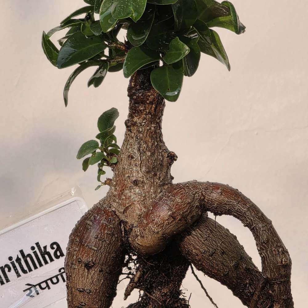 product-gallery