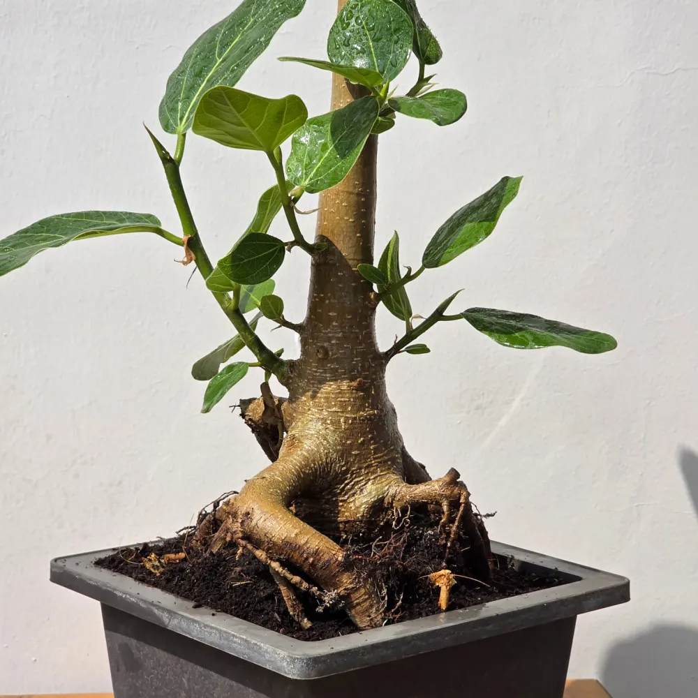 product-gallery