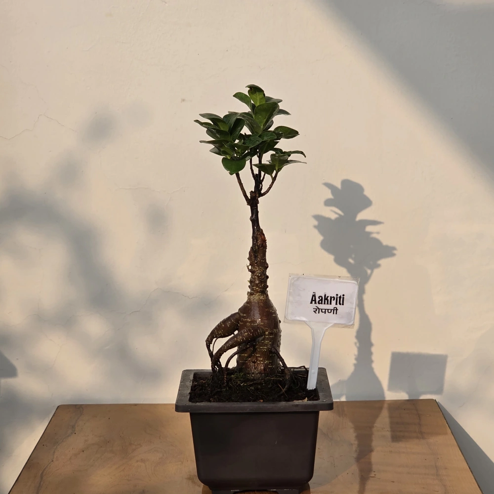 product-gallery