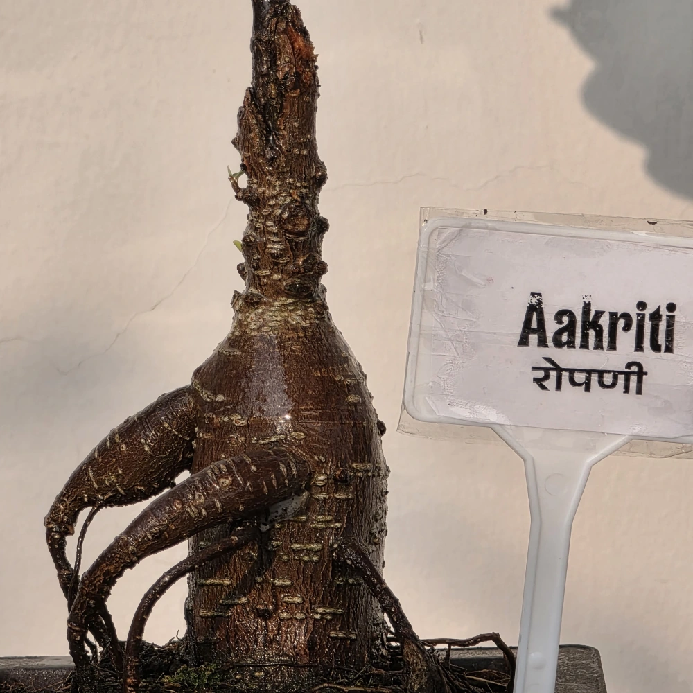 product-gallery