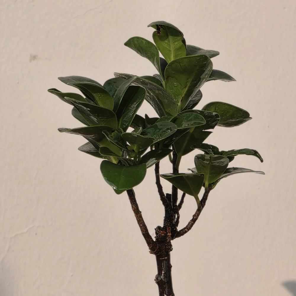 product-gallery