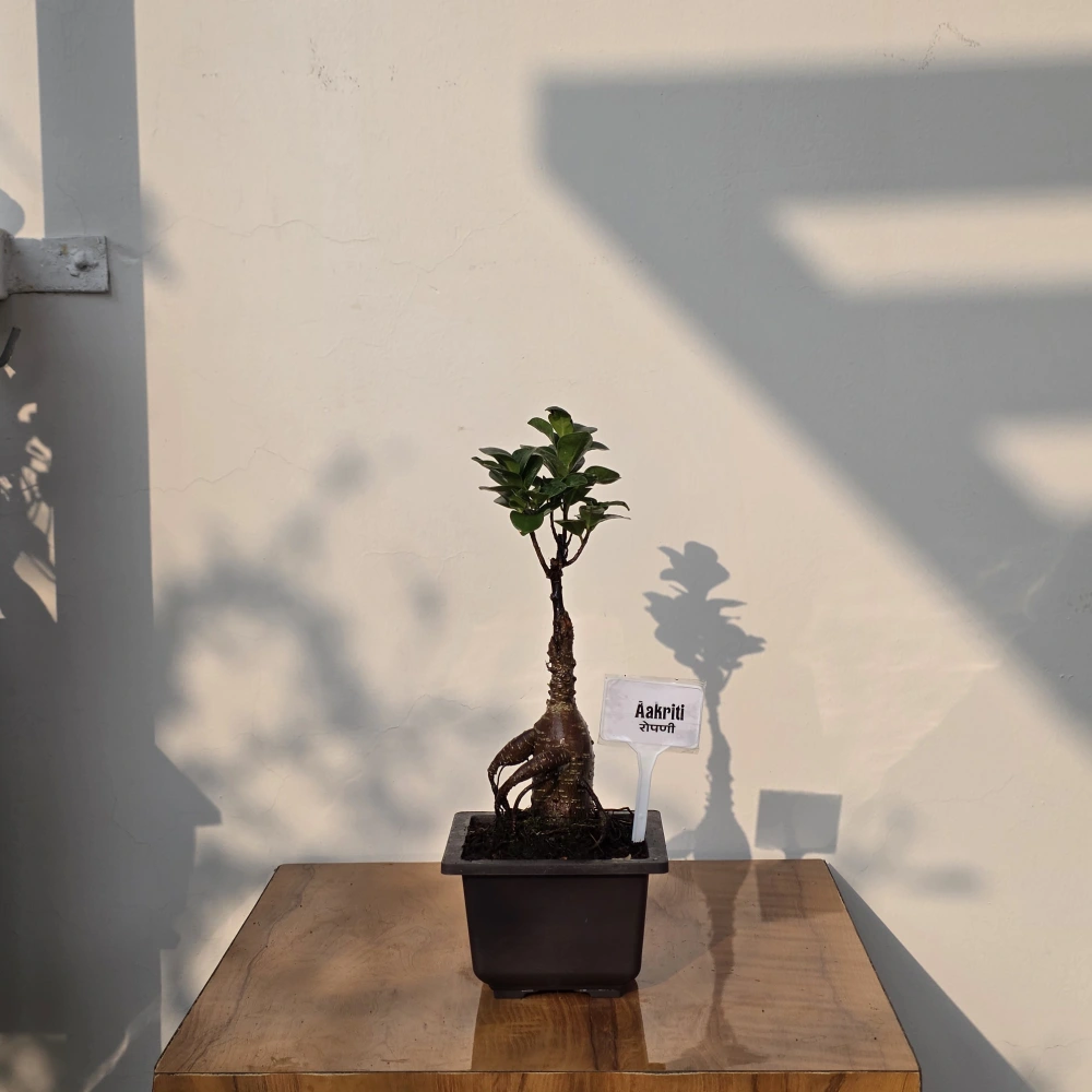 product-gallery