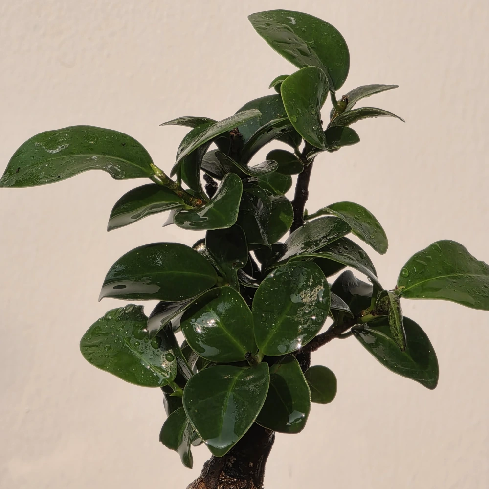 product-gallery