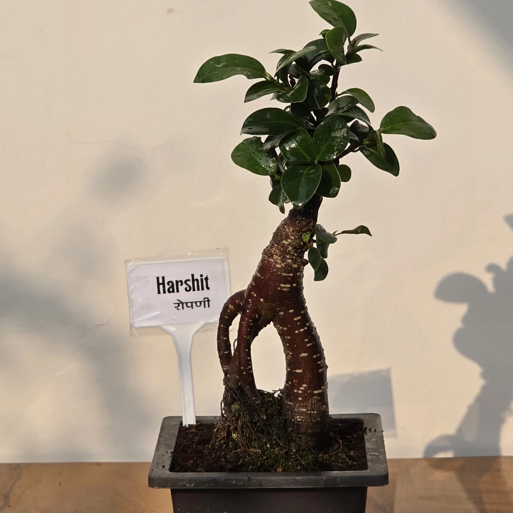 product-gallery