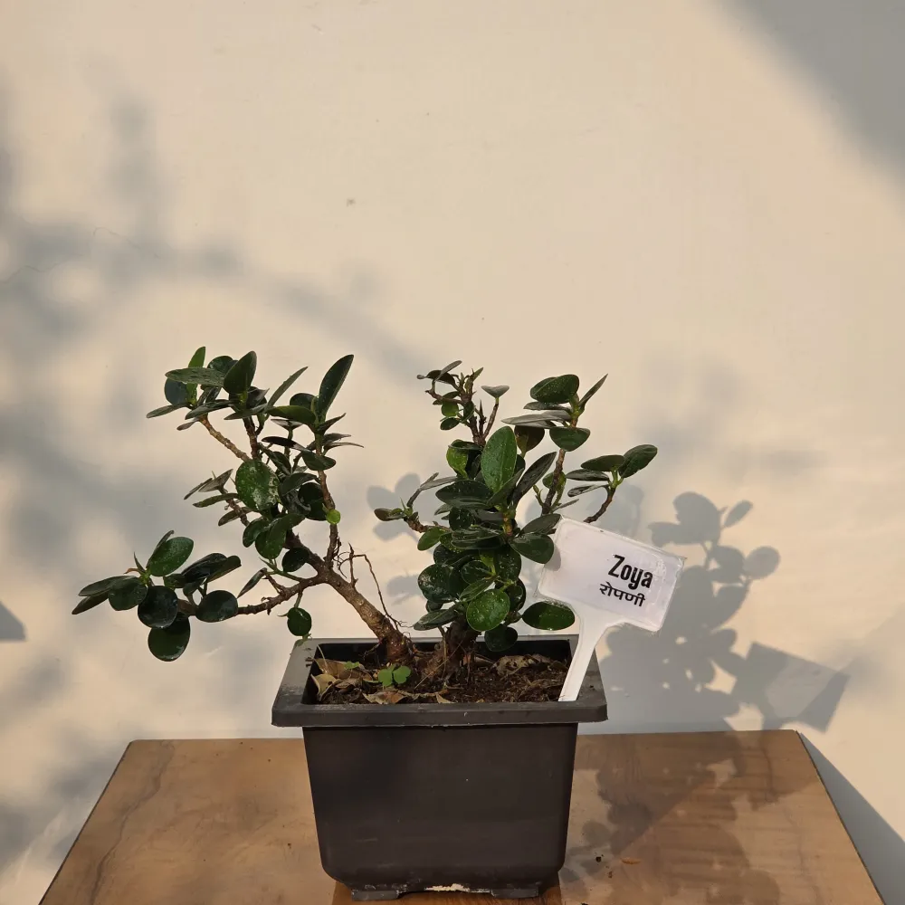 product-gallery