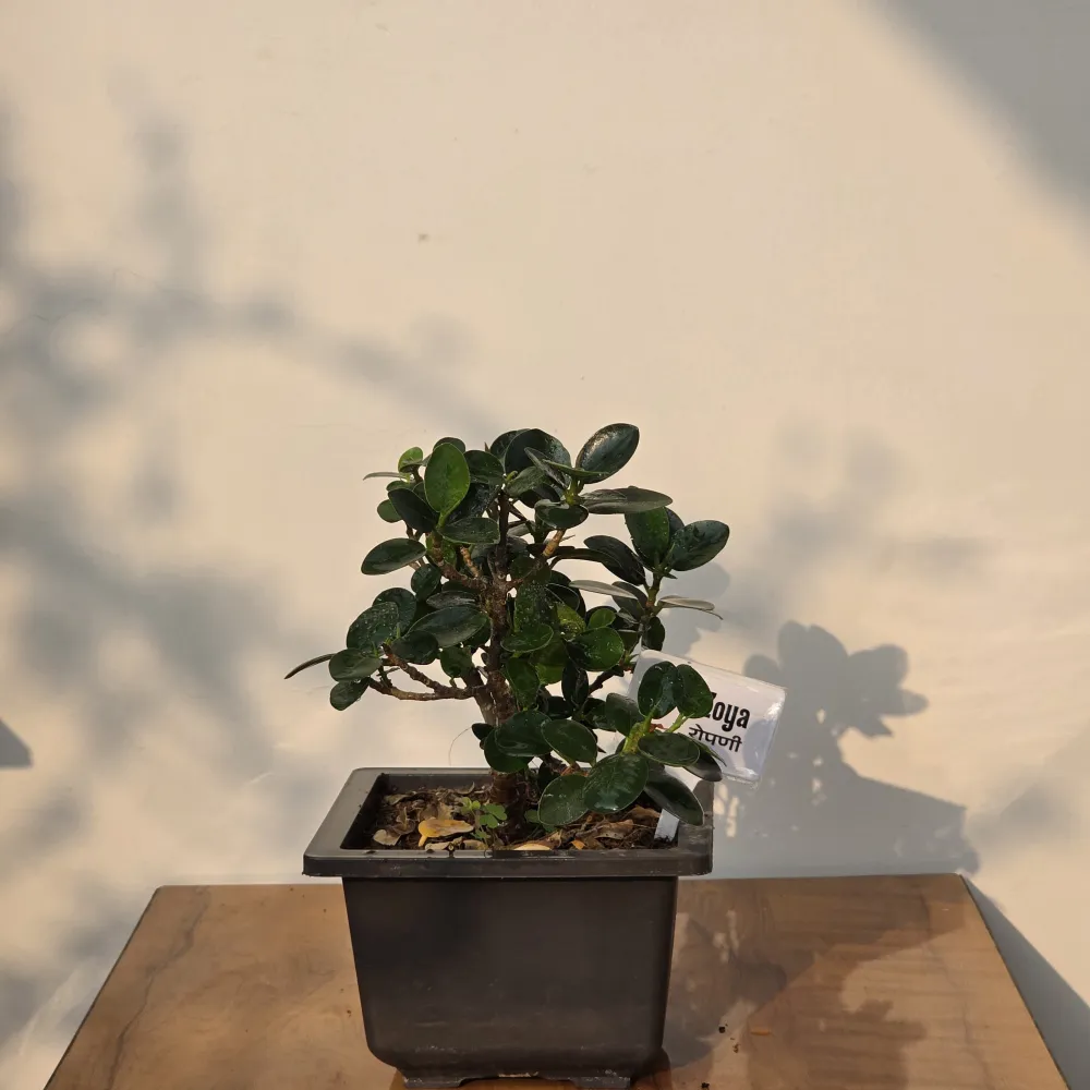 product-gallery