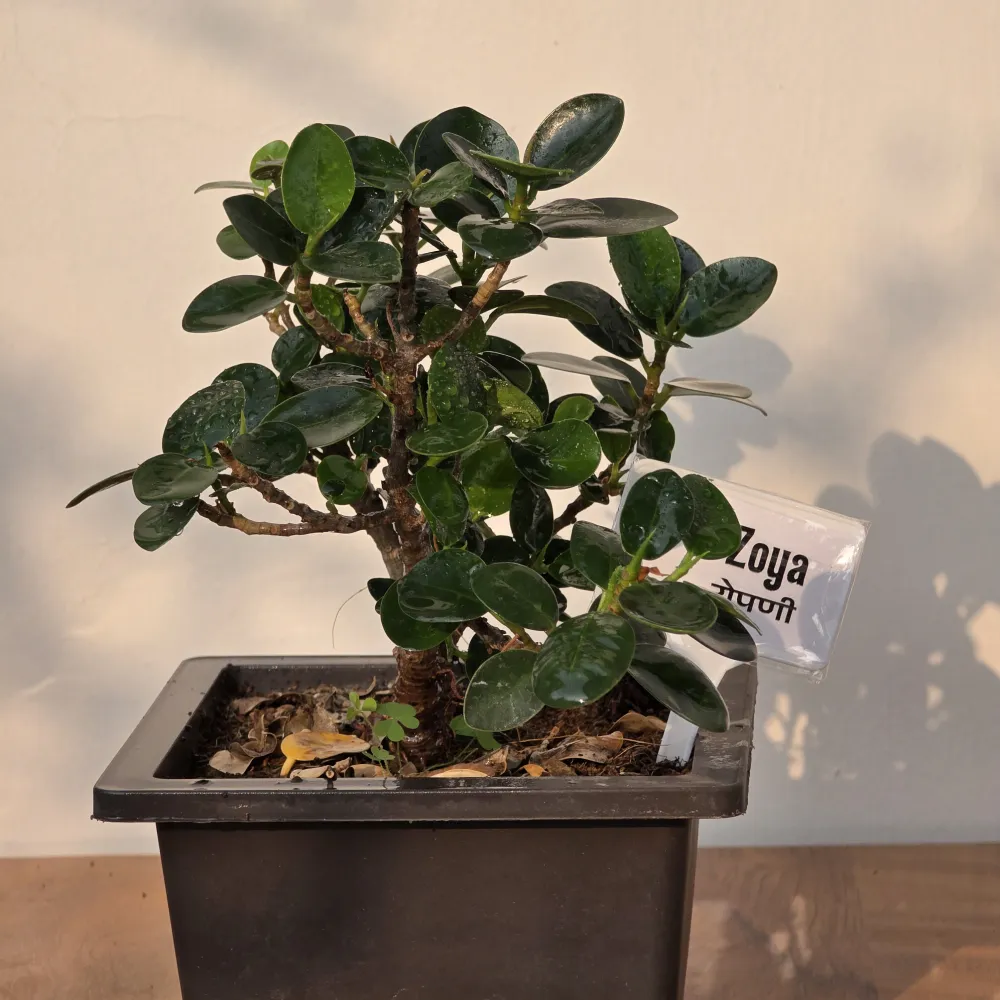 product-gallery