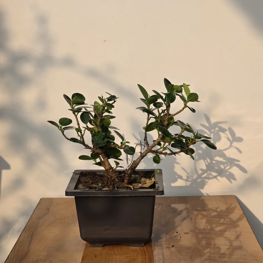 product-gallery