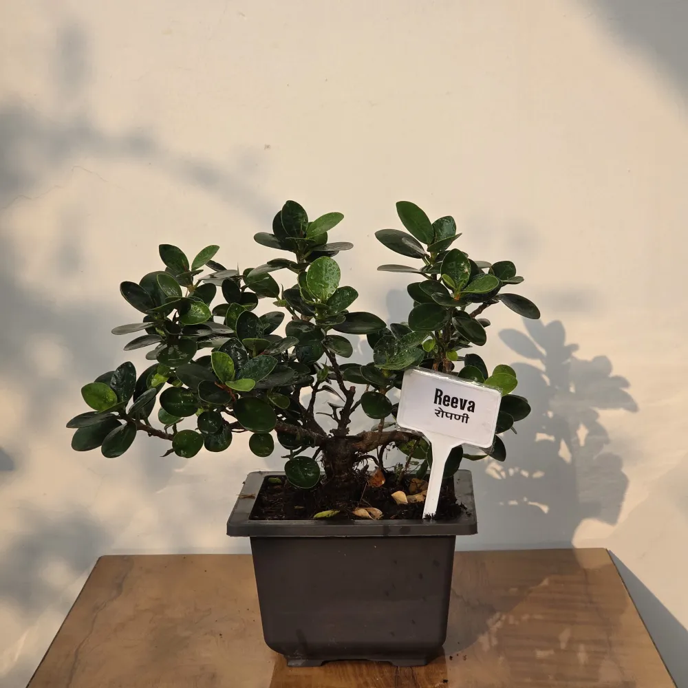 product-gallery