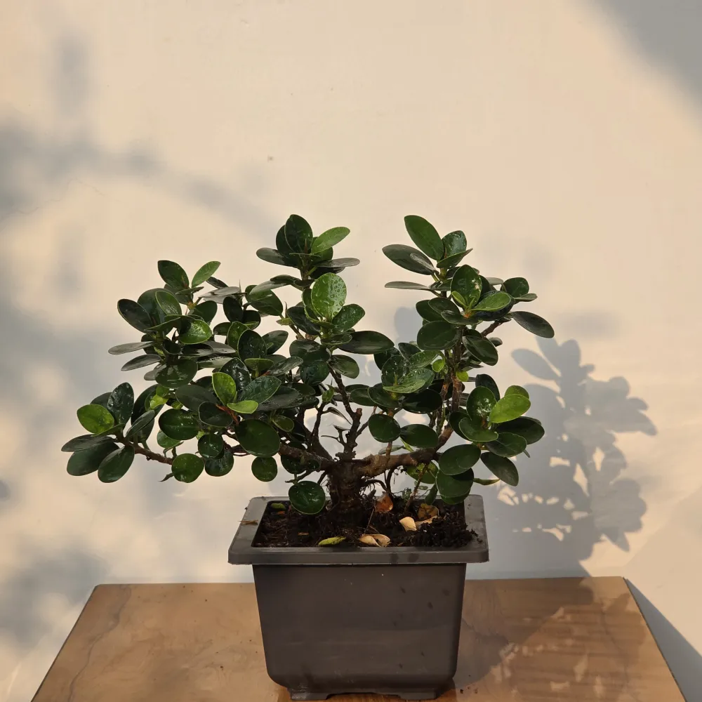 product-gallery