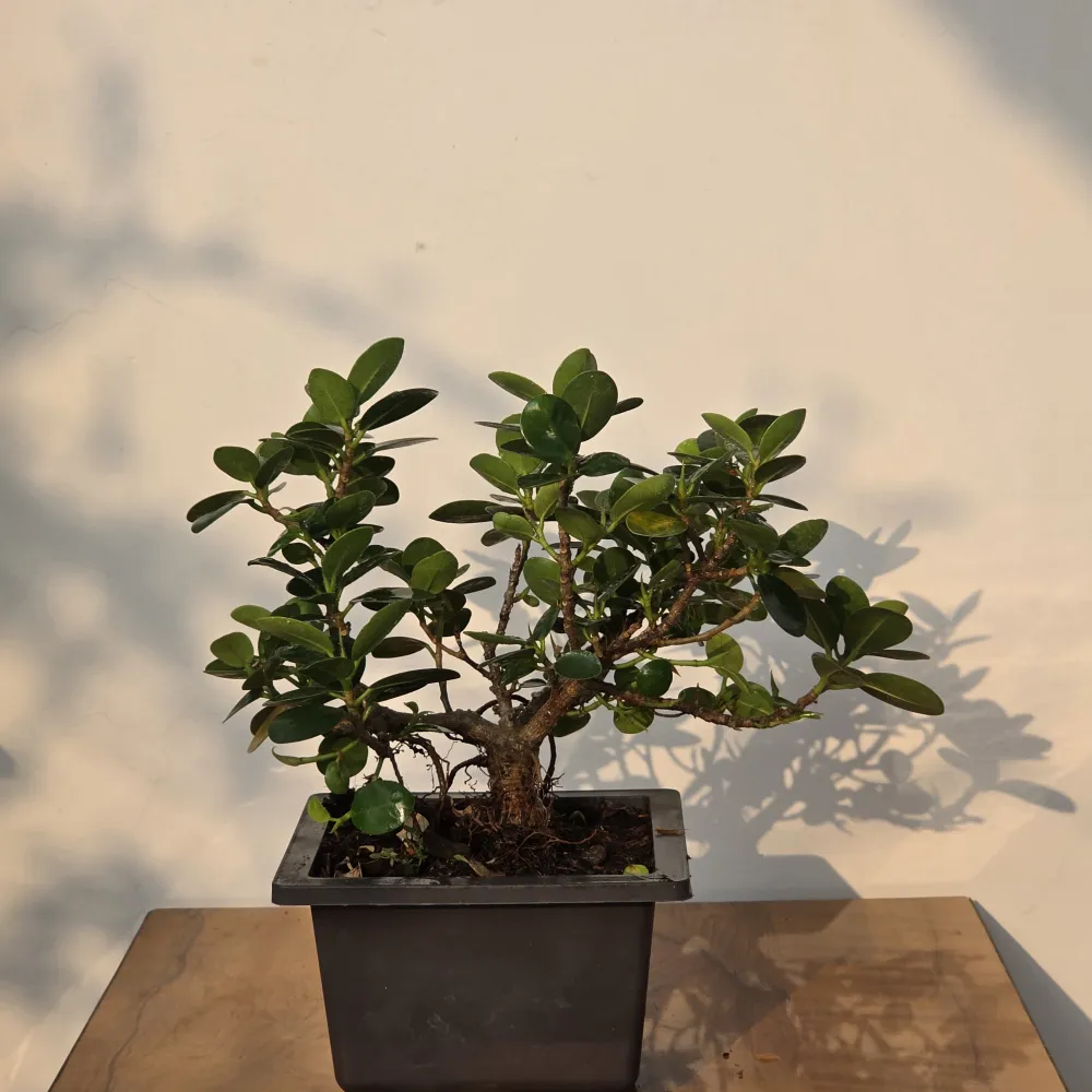product-gallery