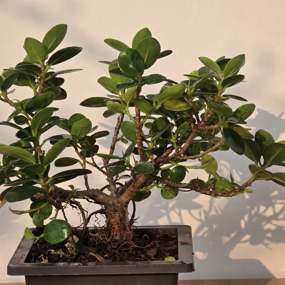 product-gallery