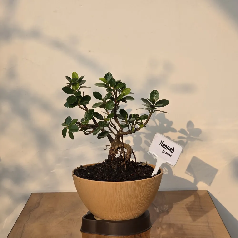 product-gallery