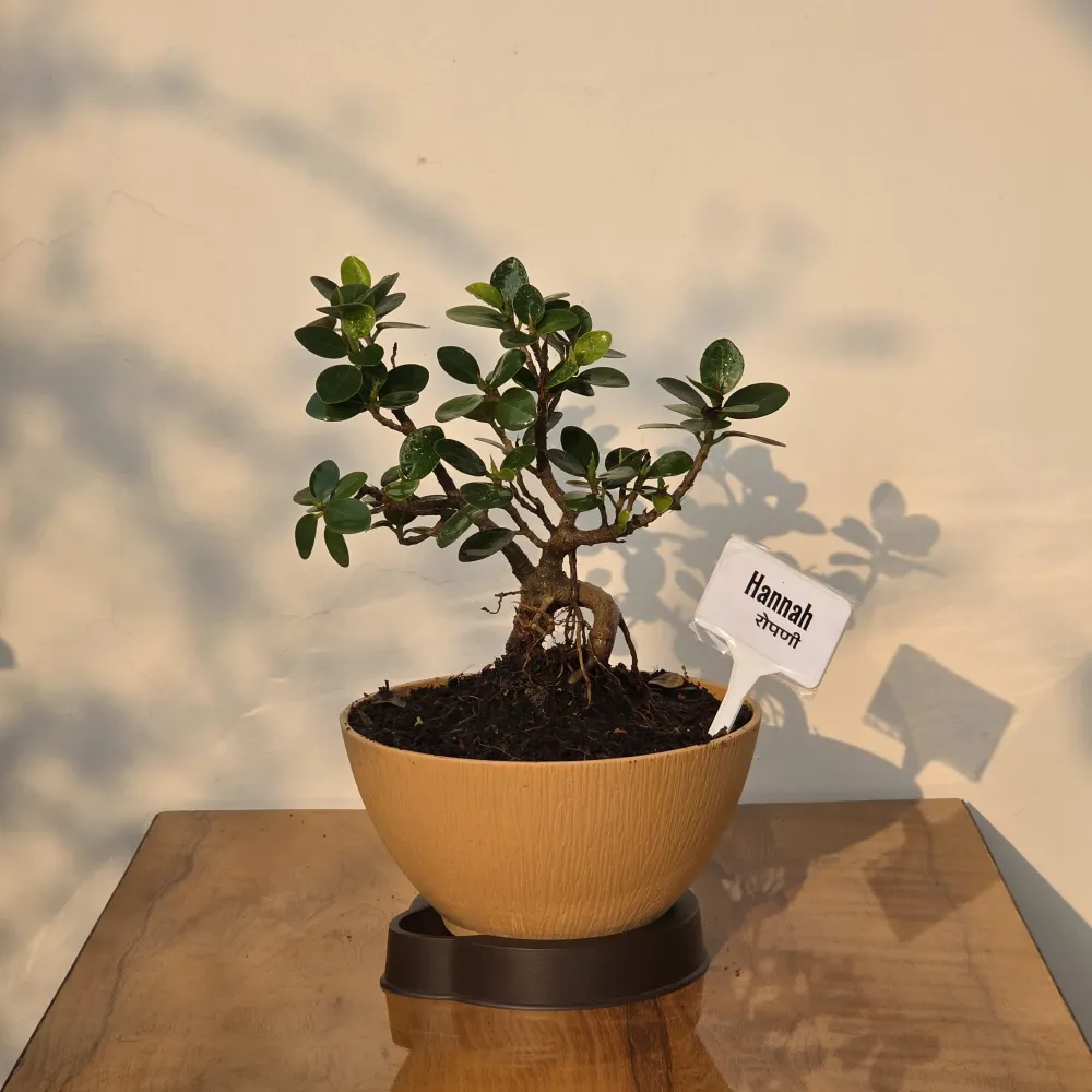 product-gallery
