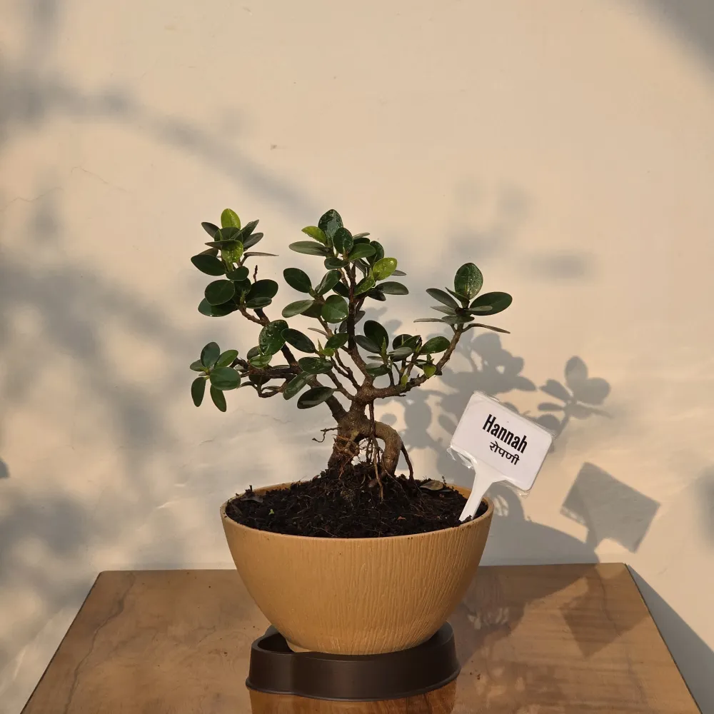 product-gallery