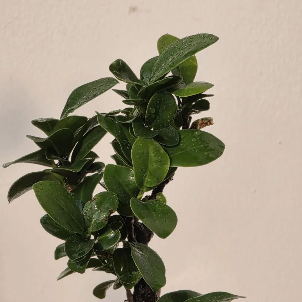 product-gallery