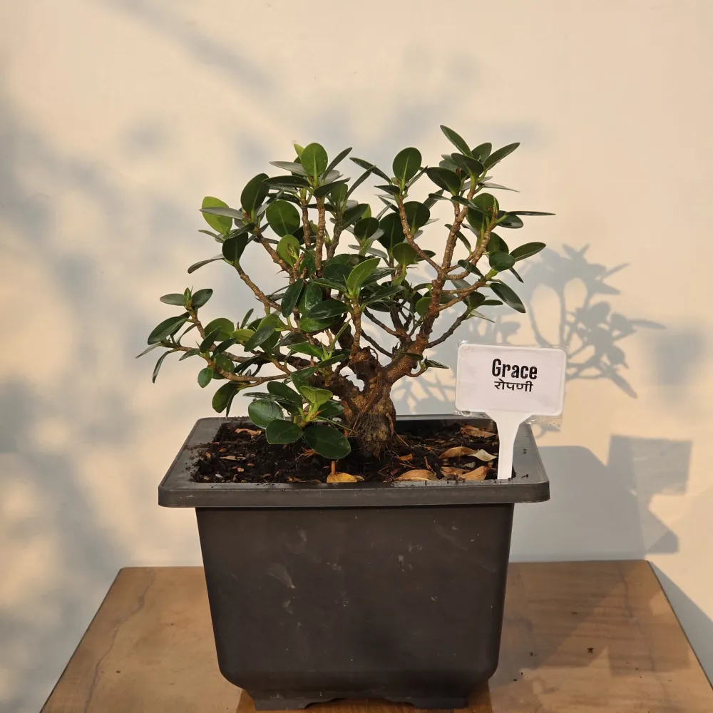 product-gallery