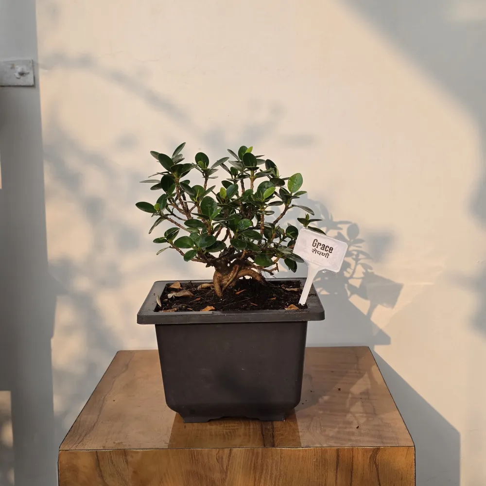 product-gallery