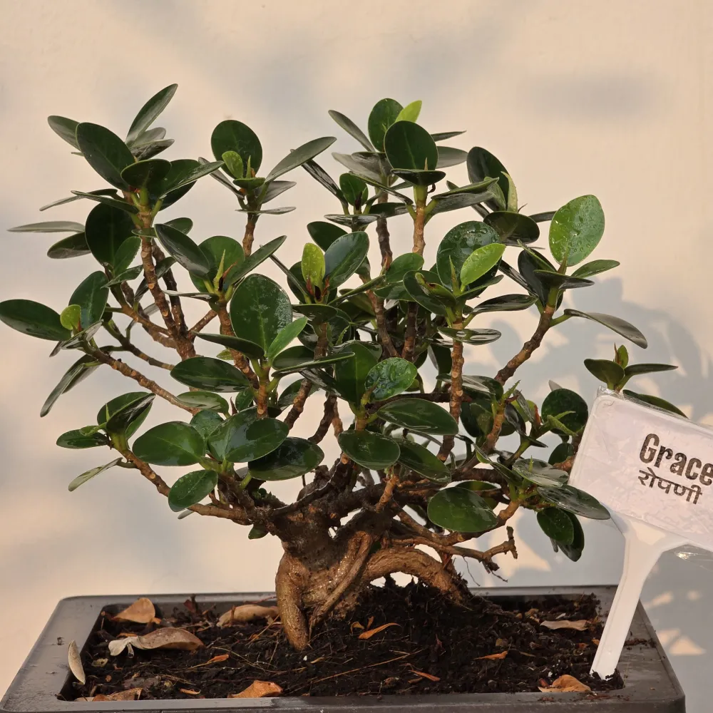 product-gallery