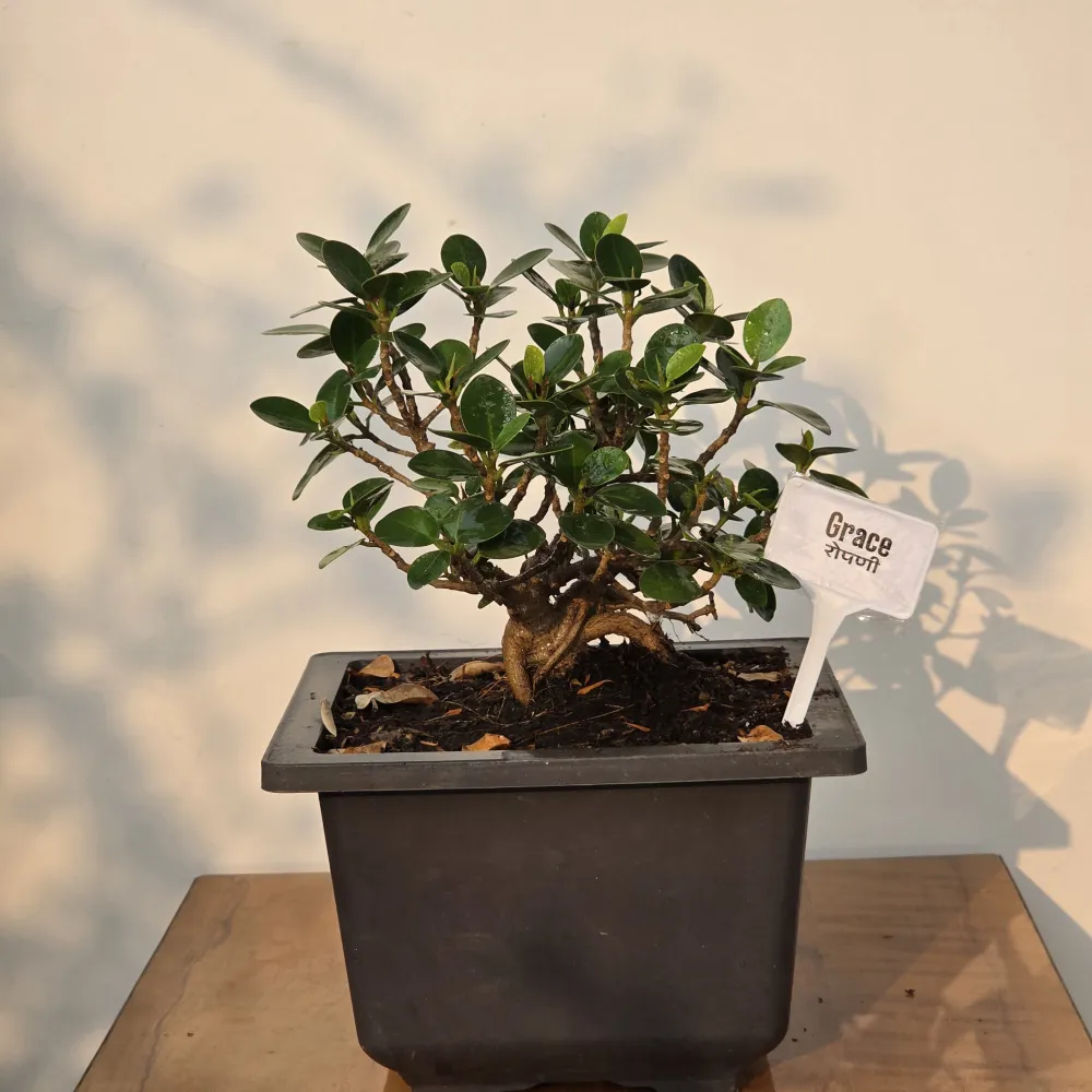 product-gallery