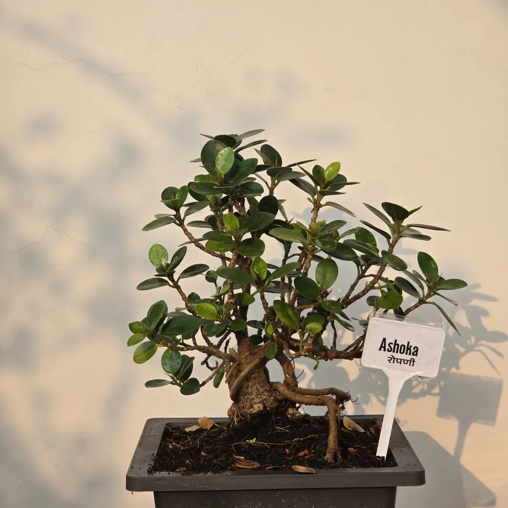 product-gallery