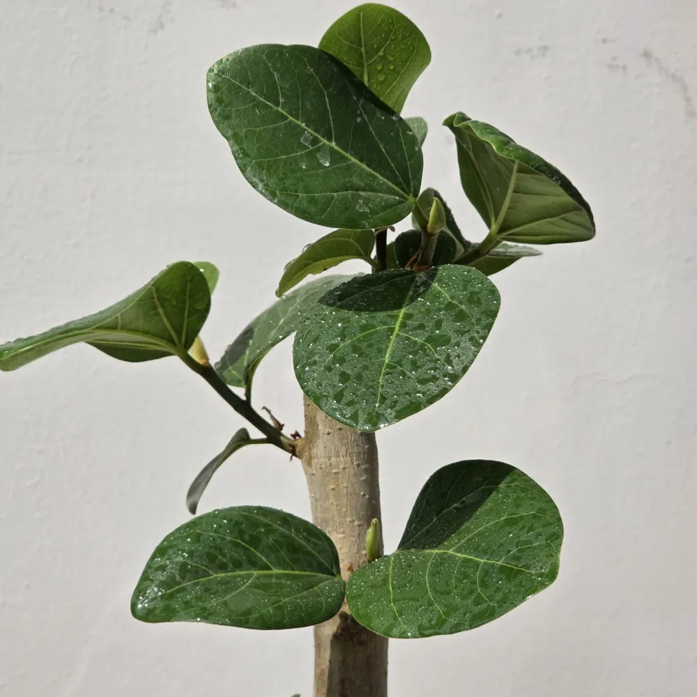 product-gallery