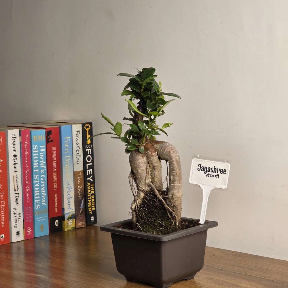 product-gallery