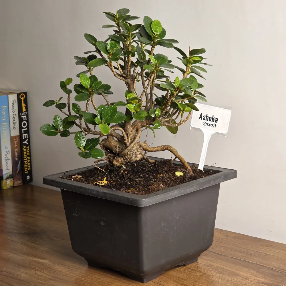 product-gallery
