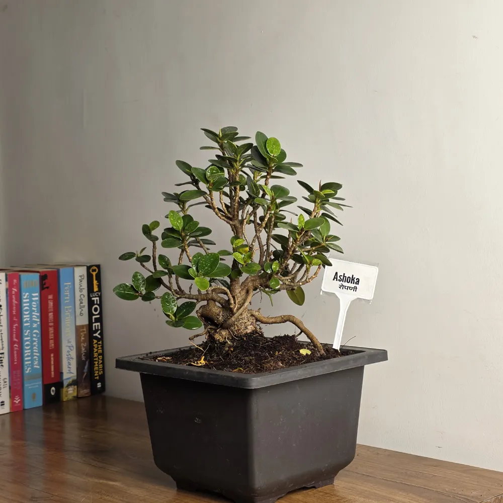 product-gallery
