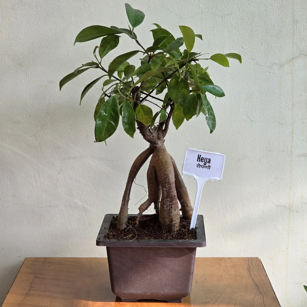 product-gallery