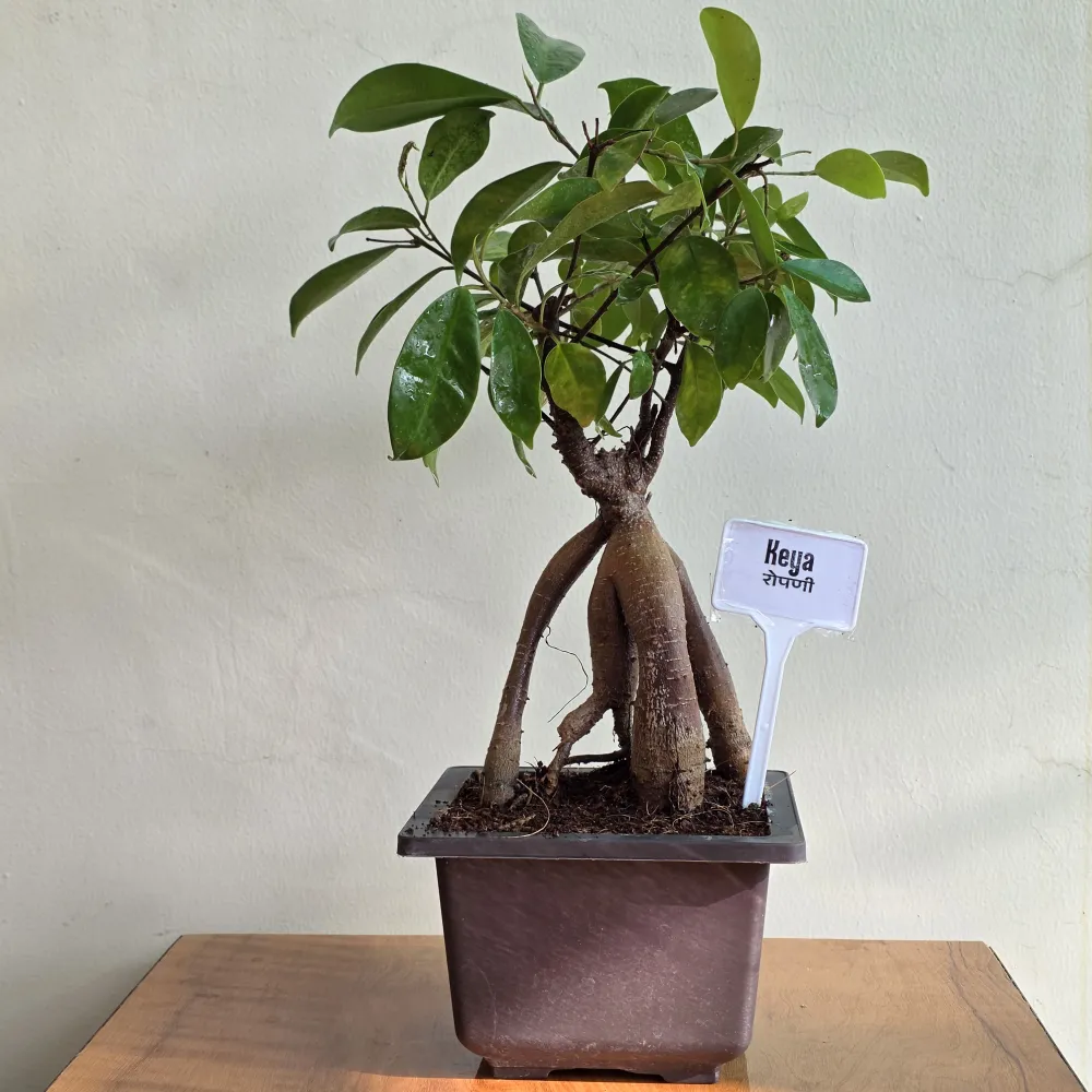 product-gallery