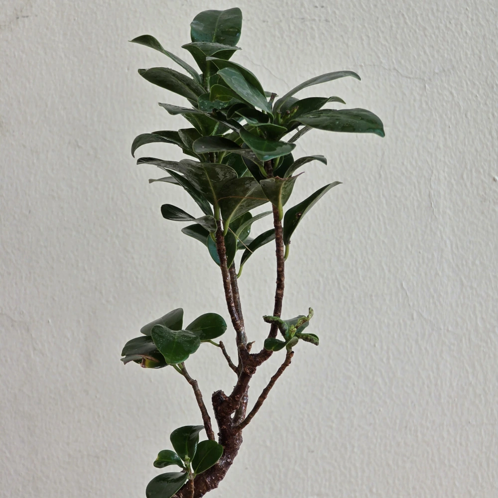 product-gallery