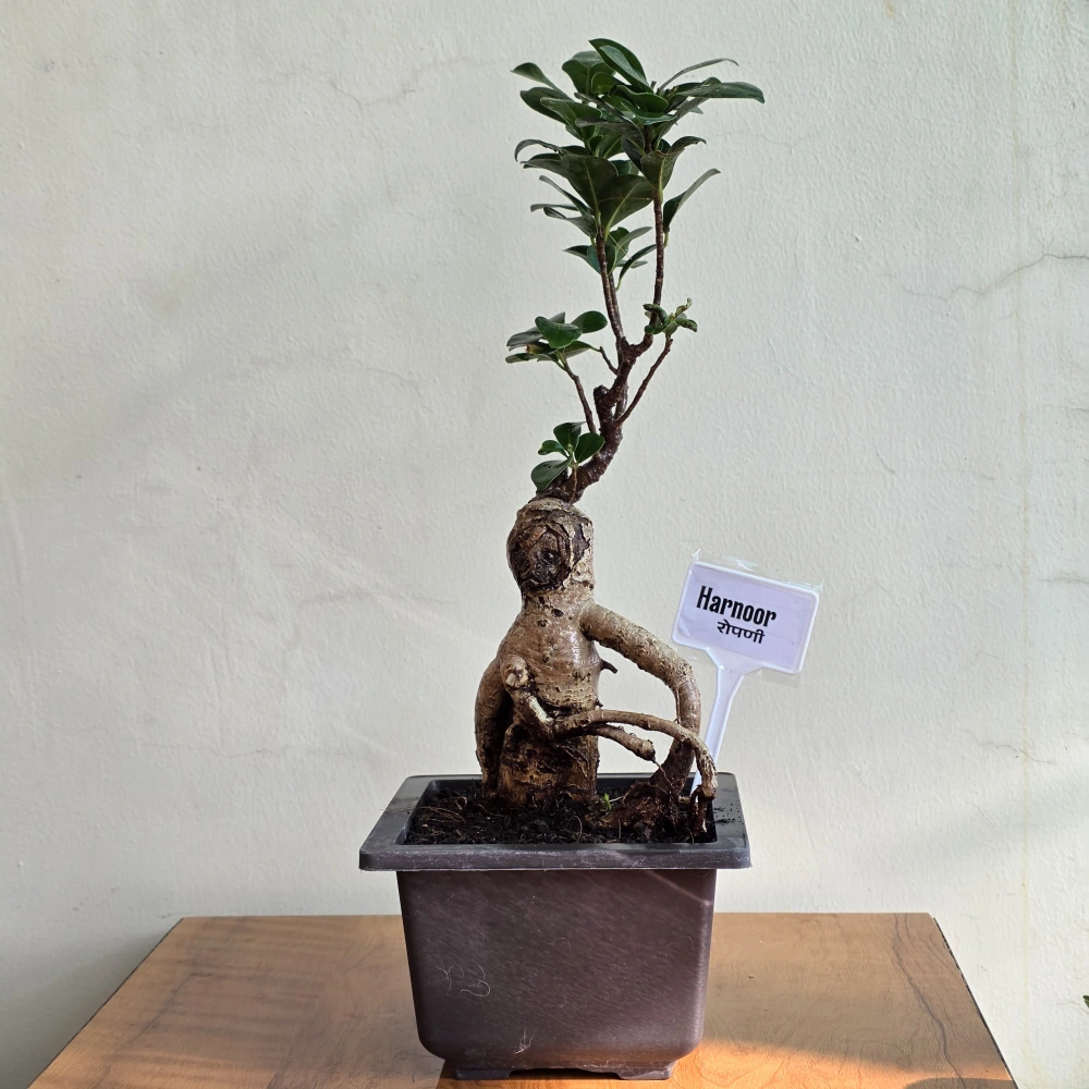 product-gallery