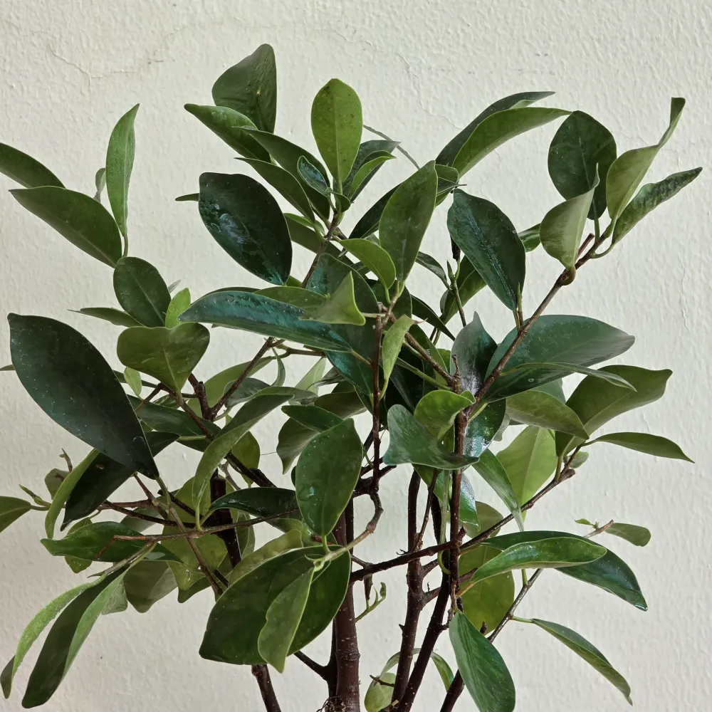 product-gallery
