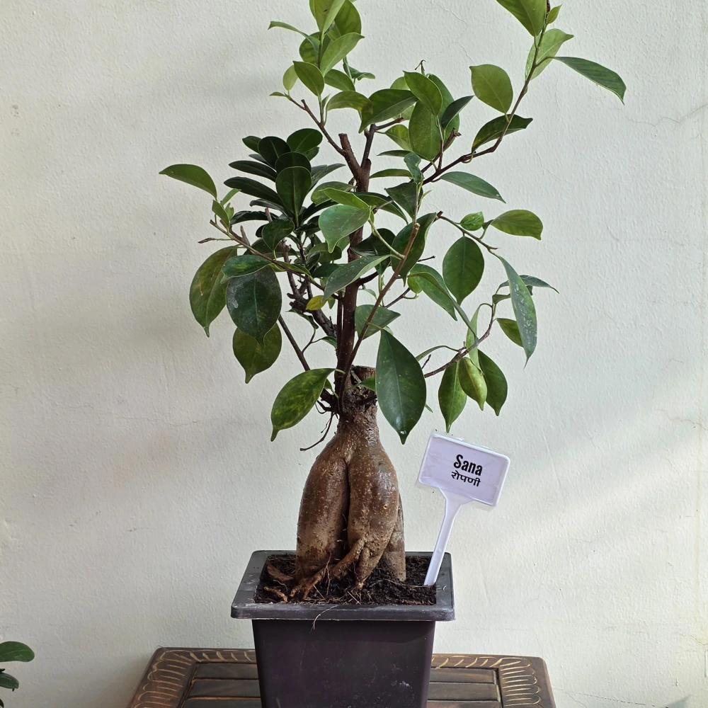 product-gallery