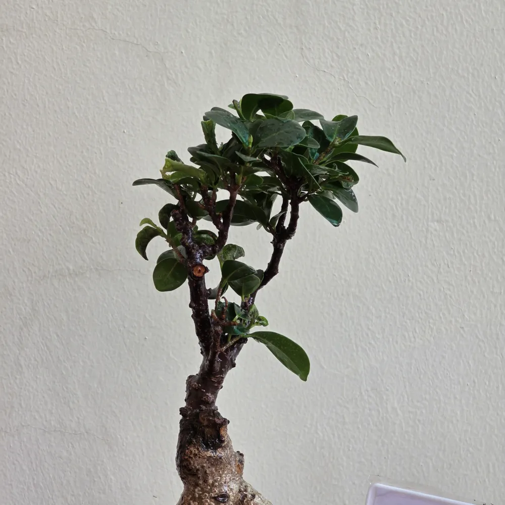 product-gallery
