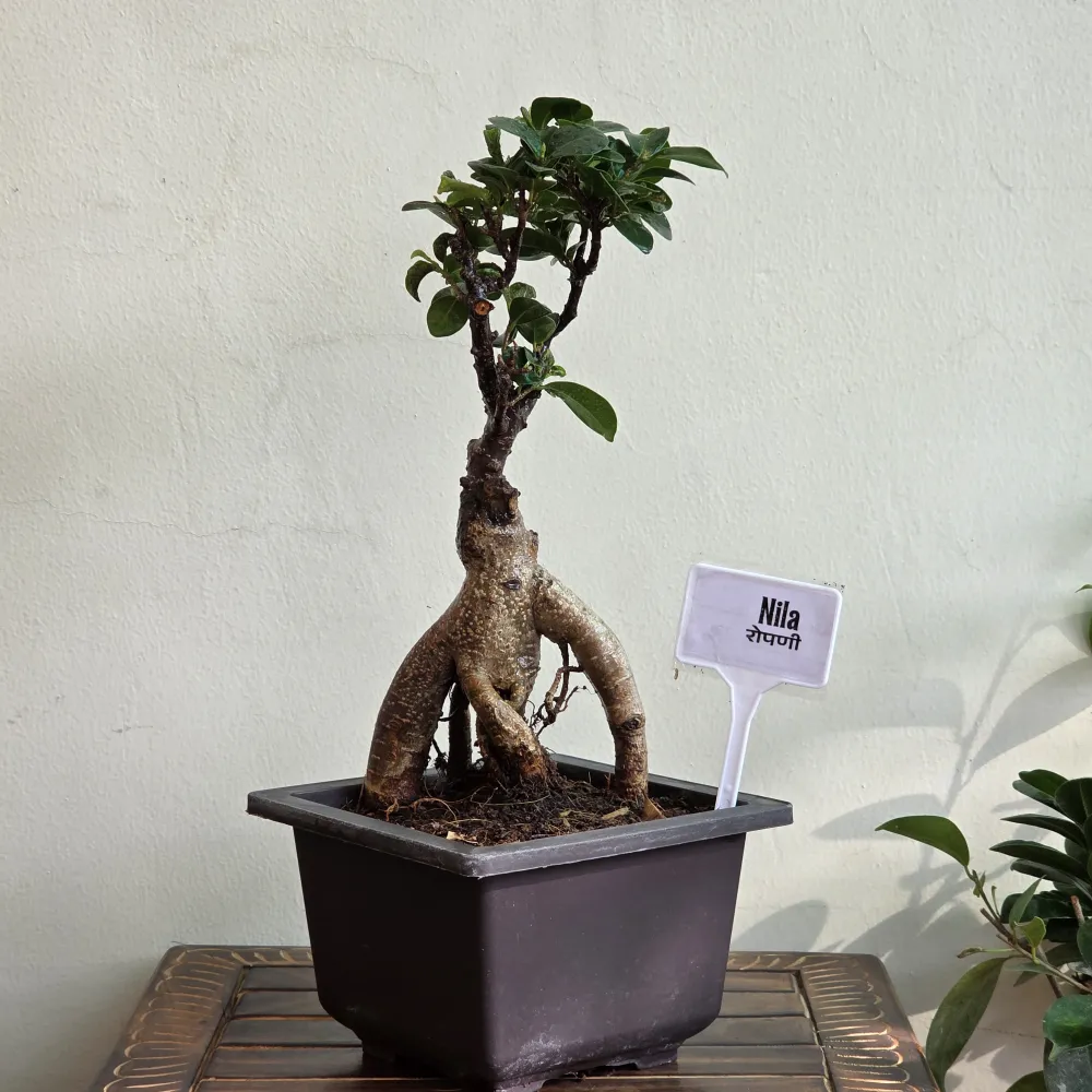 product-gallery