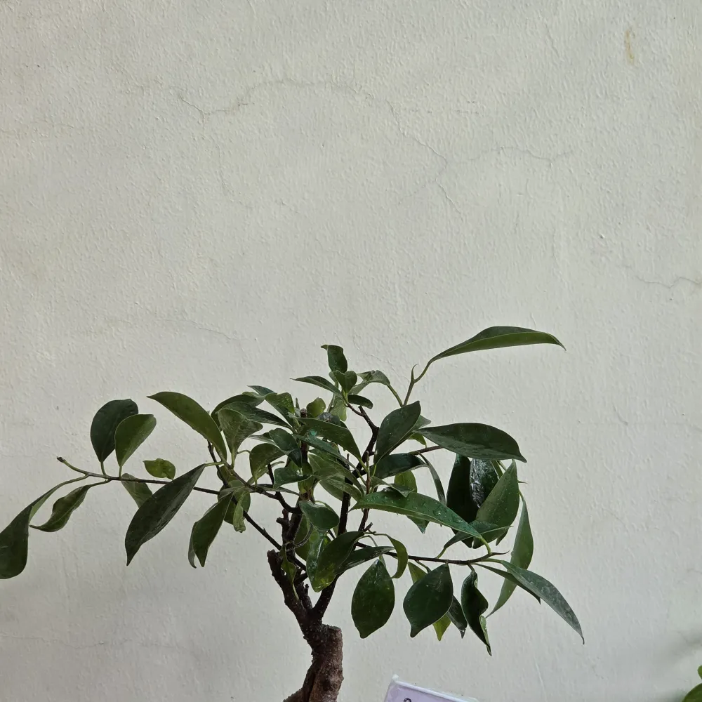 product-gallery