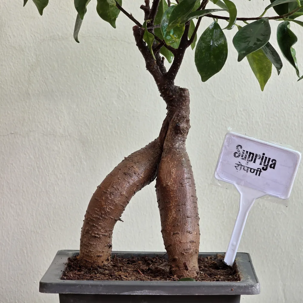 product-gallery