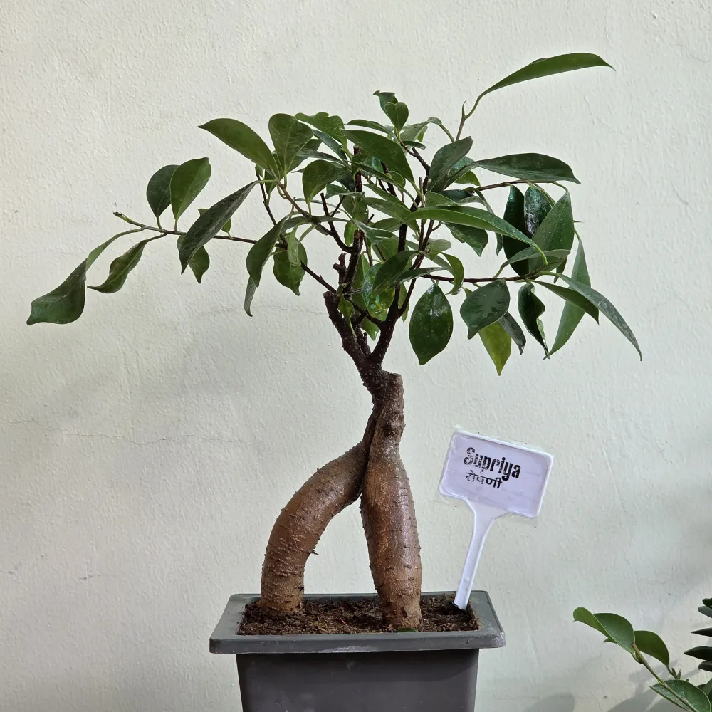 product-gallery