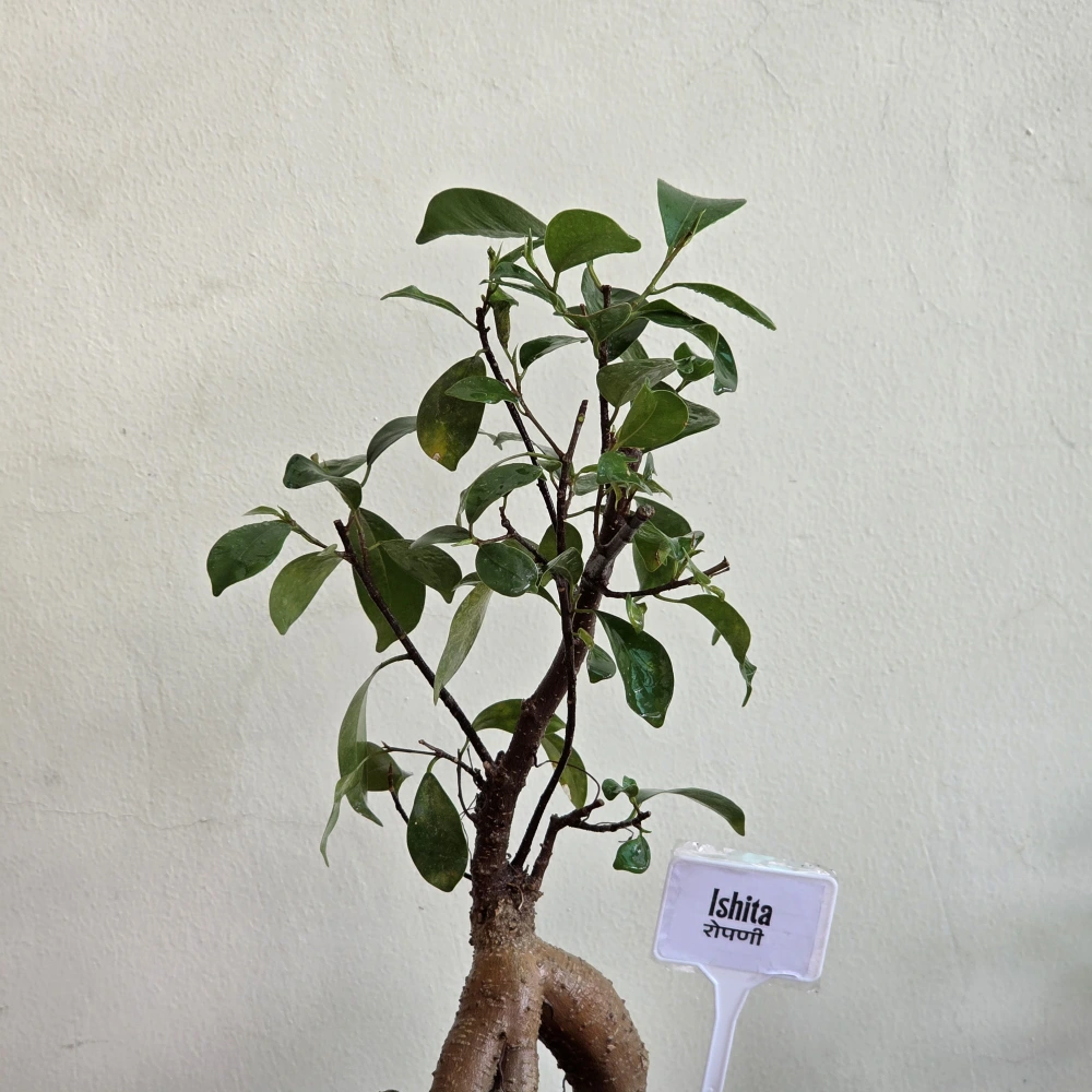 product-gallery