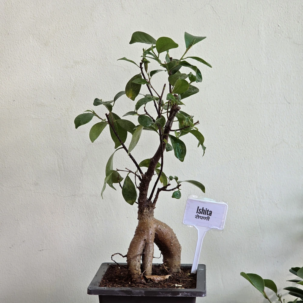 product-gallery