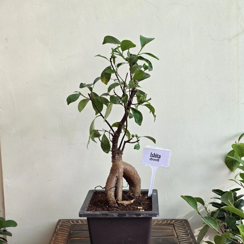 product-gallery