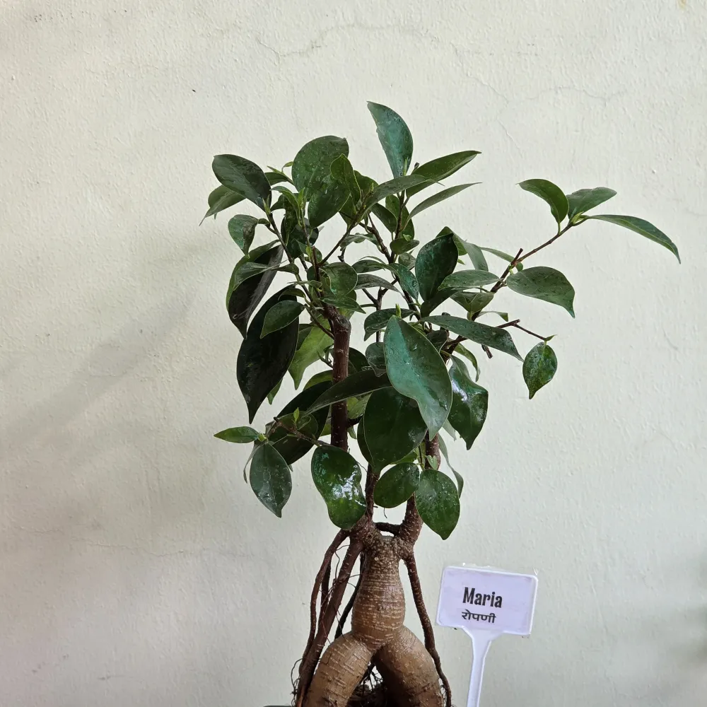 product-gallery