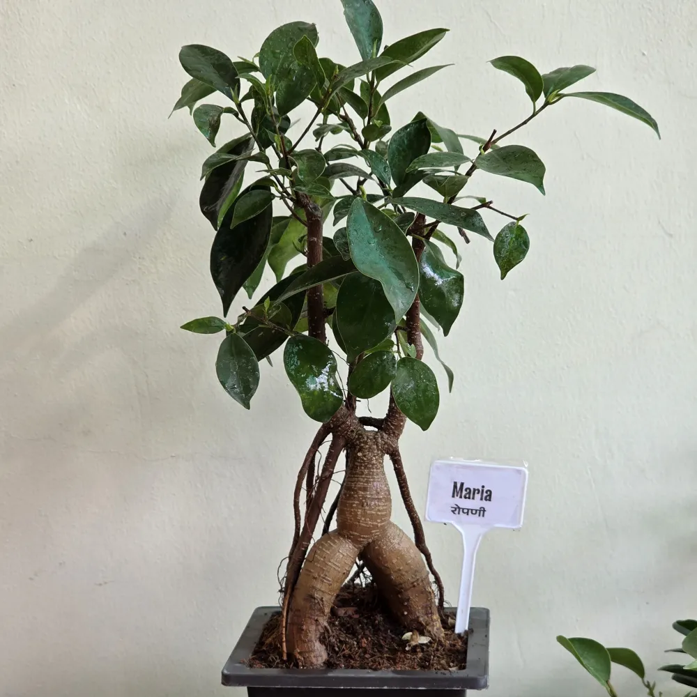 product-gallery