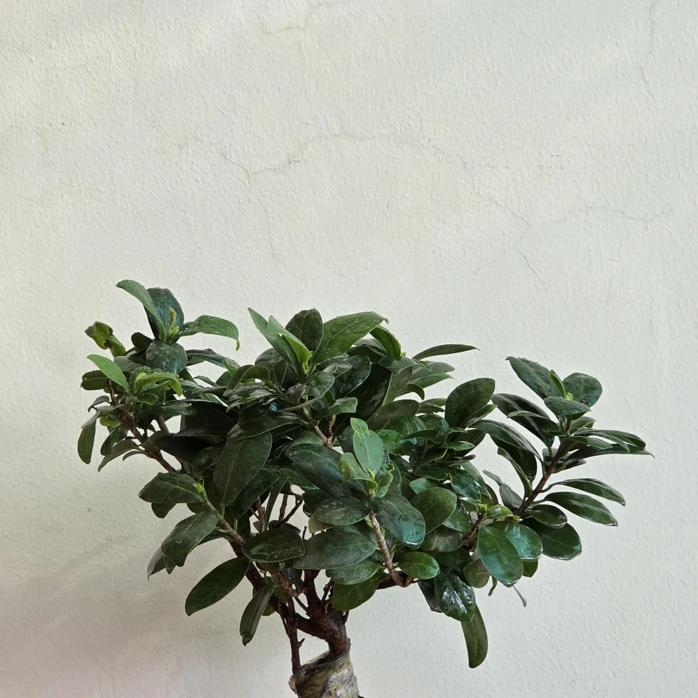 product-gallery