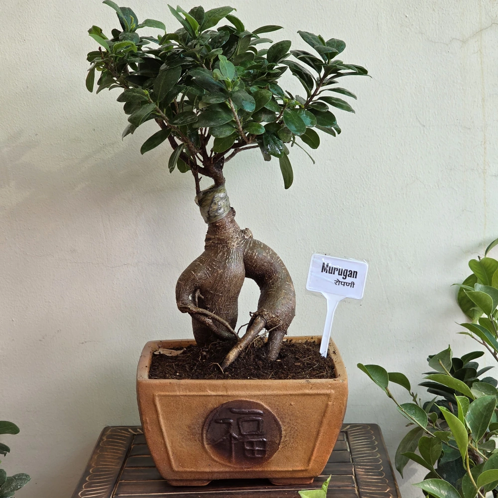 product-gallery
