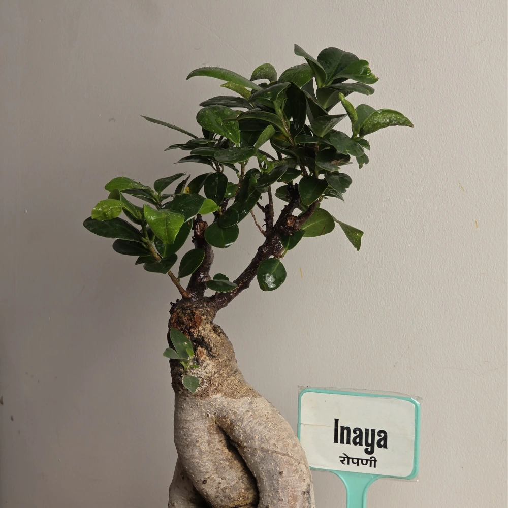 product-gallery