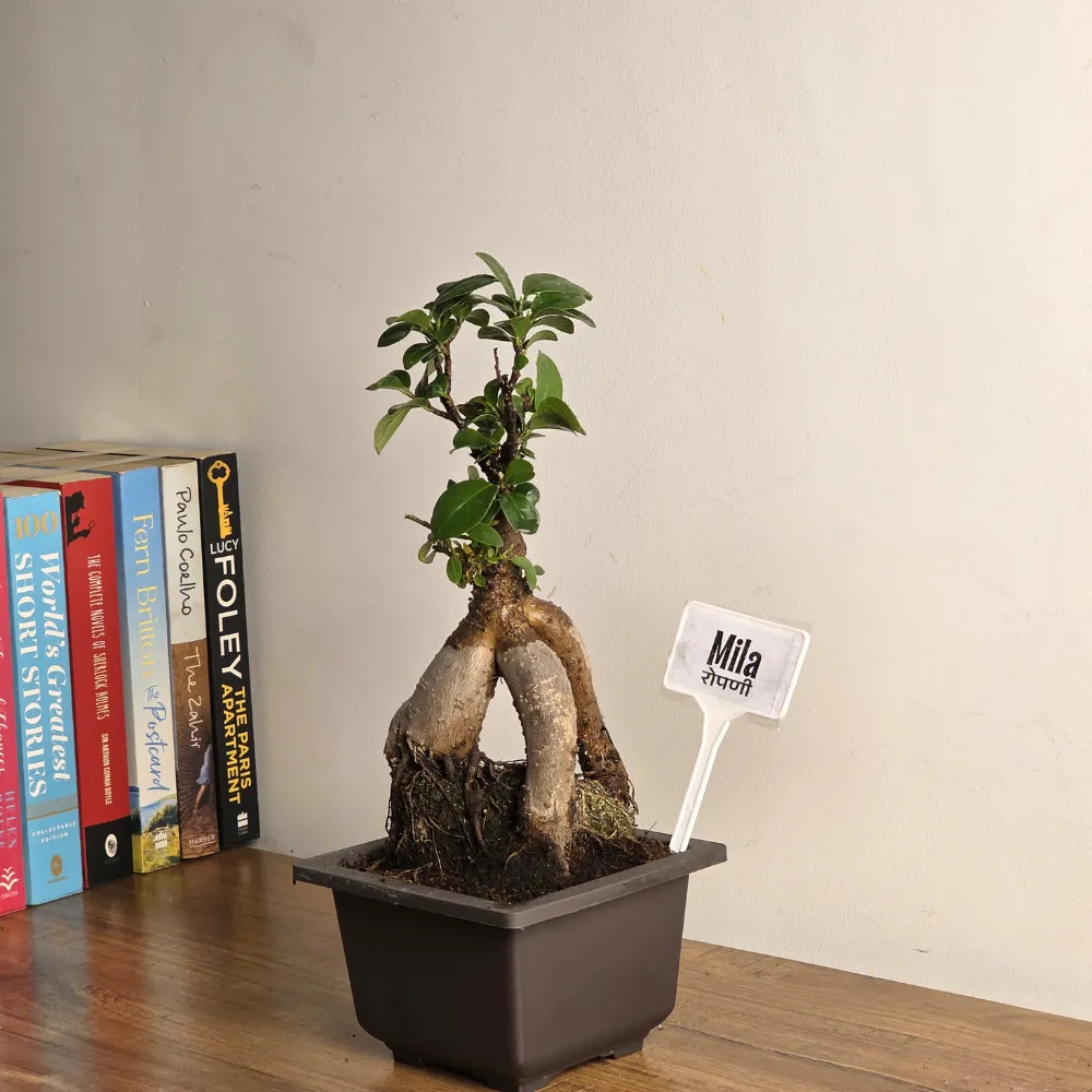 product-gallery